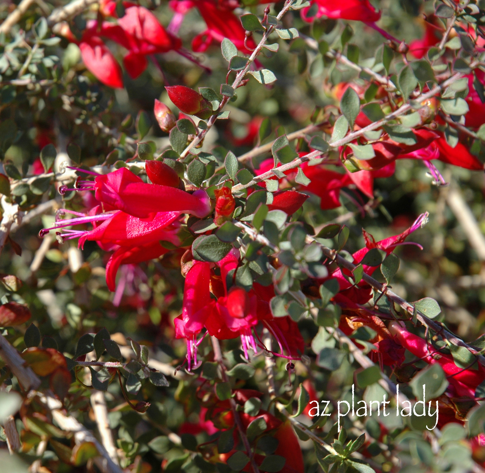 A Rose Is A Rose Rose Alphabet A And B