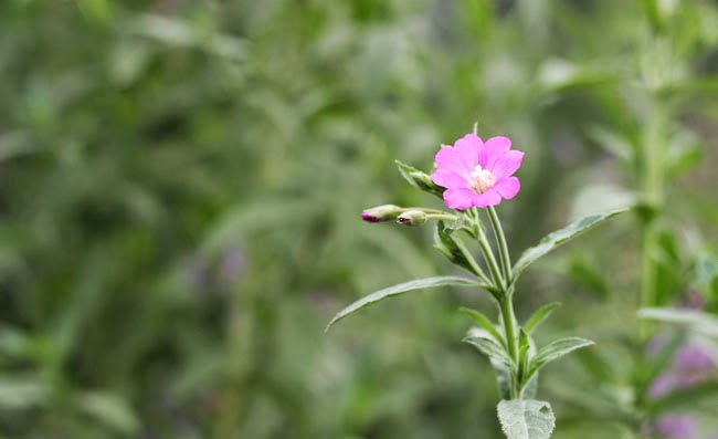 Great Willowherb Flowers Pictures Great Willowherb Flowers Pictures