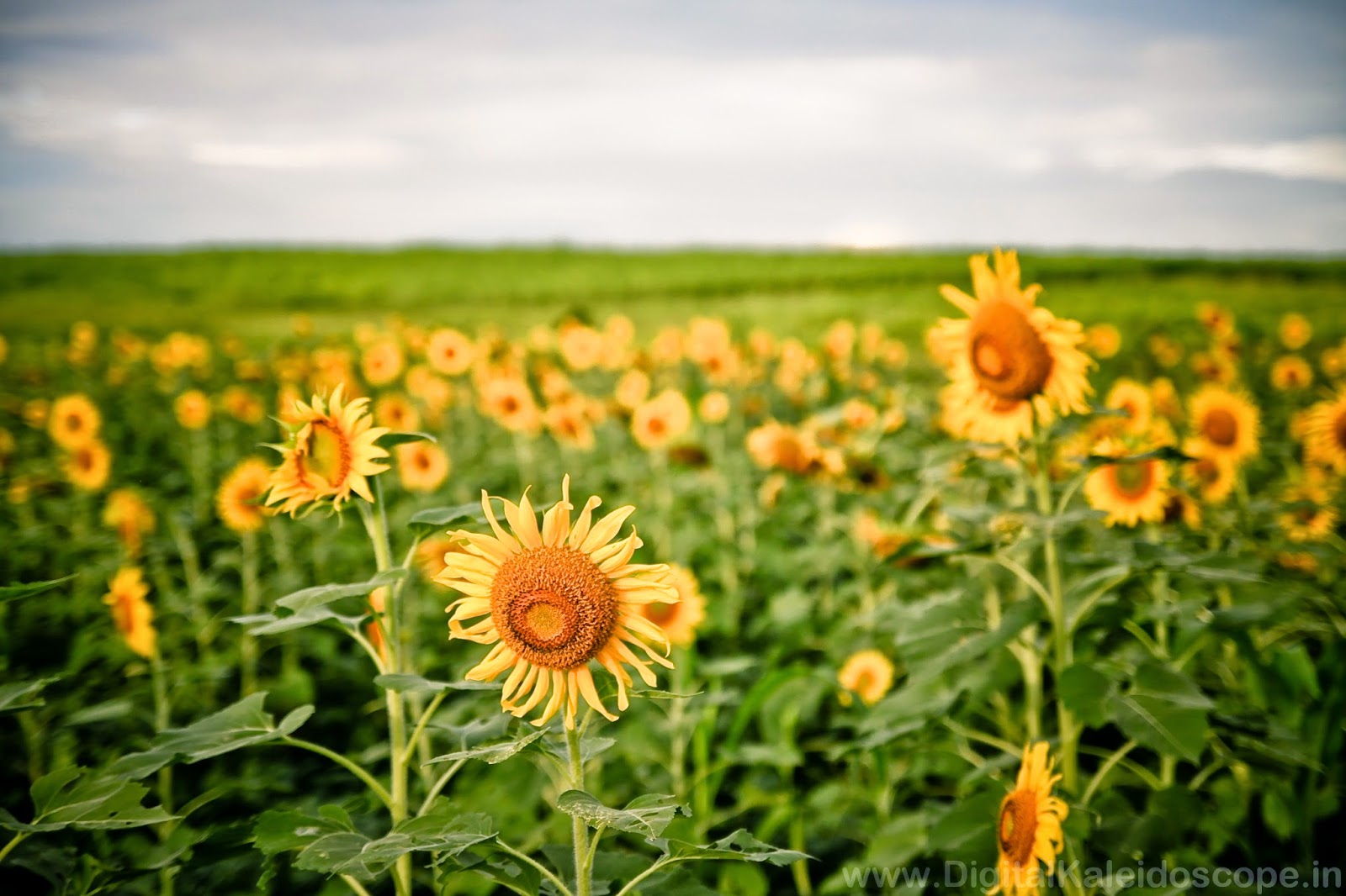 Sunflower Fields India