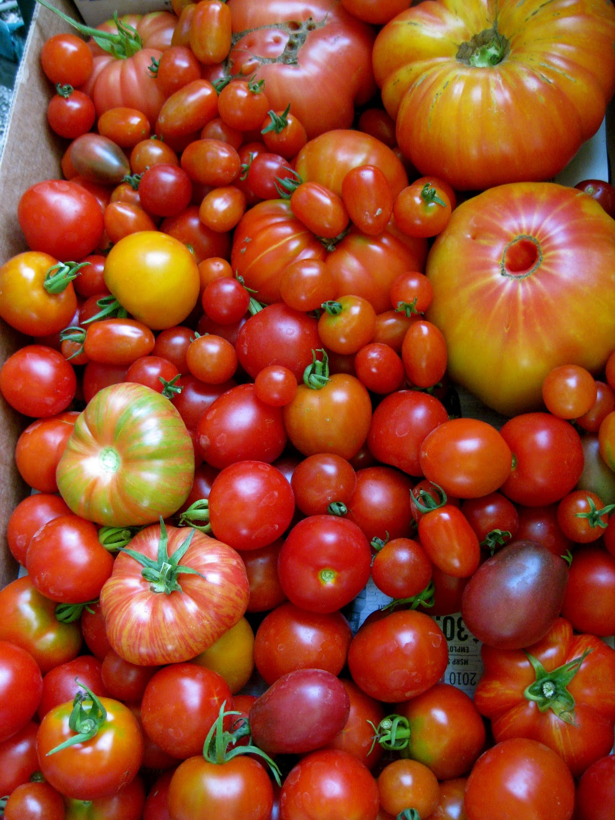 Tree and Twig Farm Blog Need Heirloom Tomato Seedlings Southern