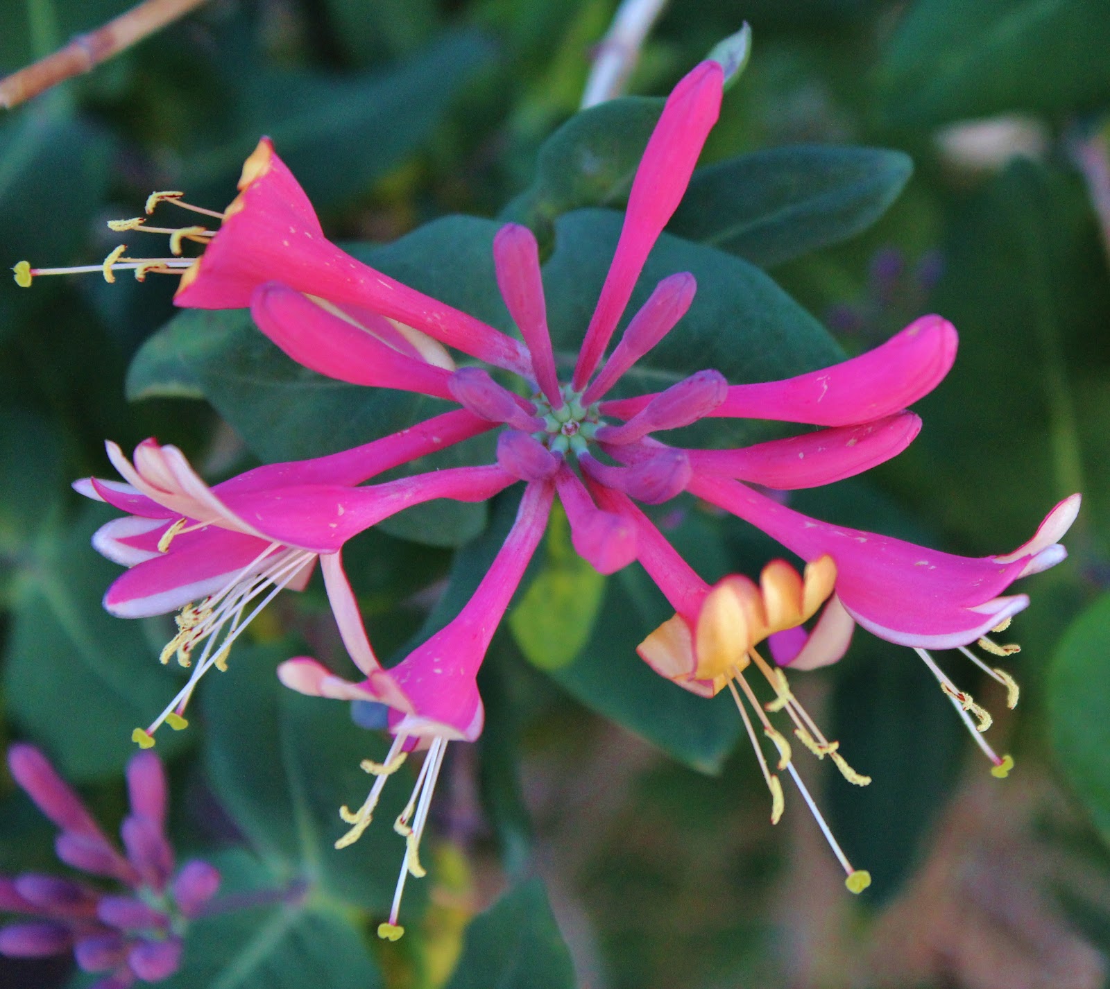 Las Aventuras Coral Honeysuckle