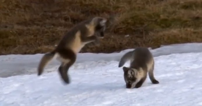 White Wolf : VIDEO: Arctic Fox Cubs Practice Their Pounces in Snow