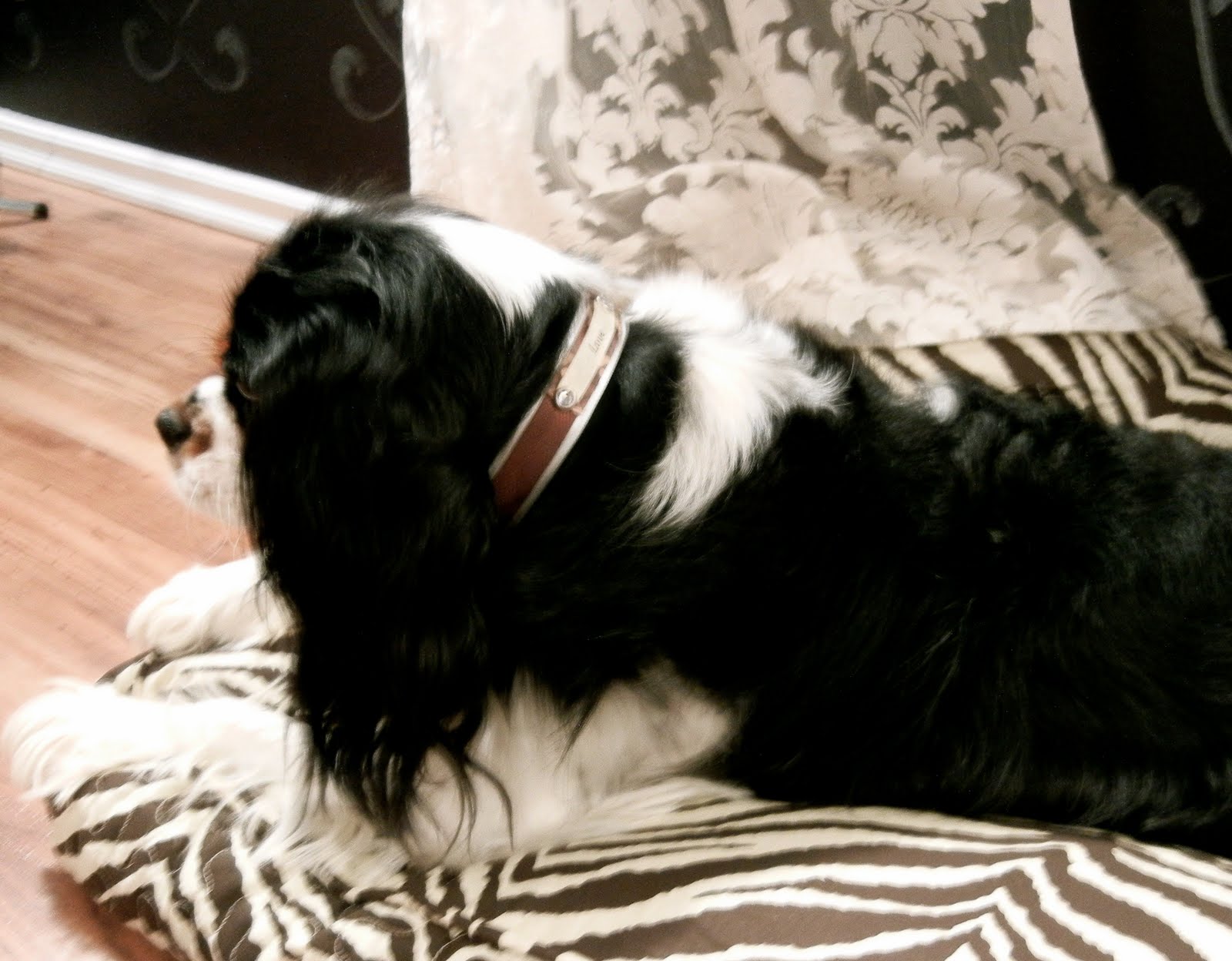 The Dainty Domestress Personalized DoItYourself Pet Collars