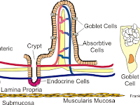 Villi Diagram Villi Diagram
