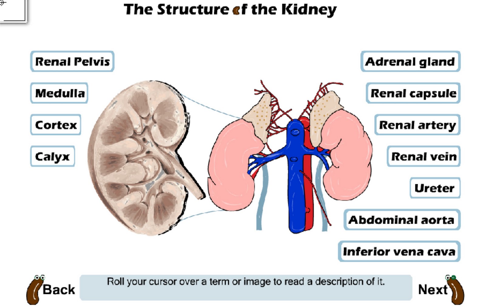 Kidney Structure Swf    Struktur Ginjal