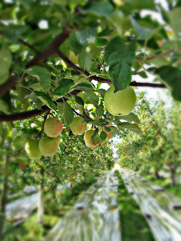 How to grow apples — the organic way – Grow Great Fruit