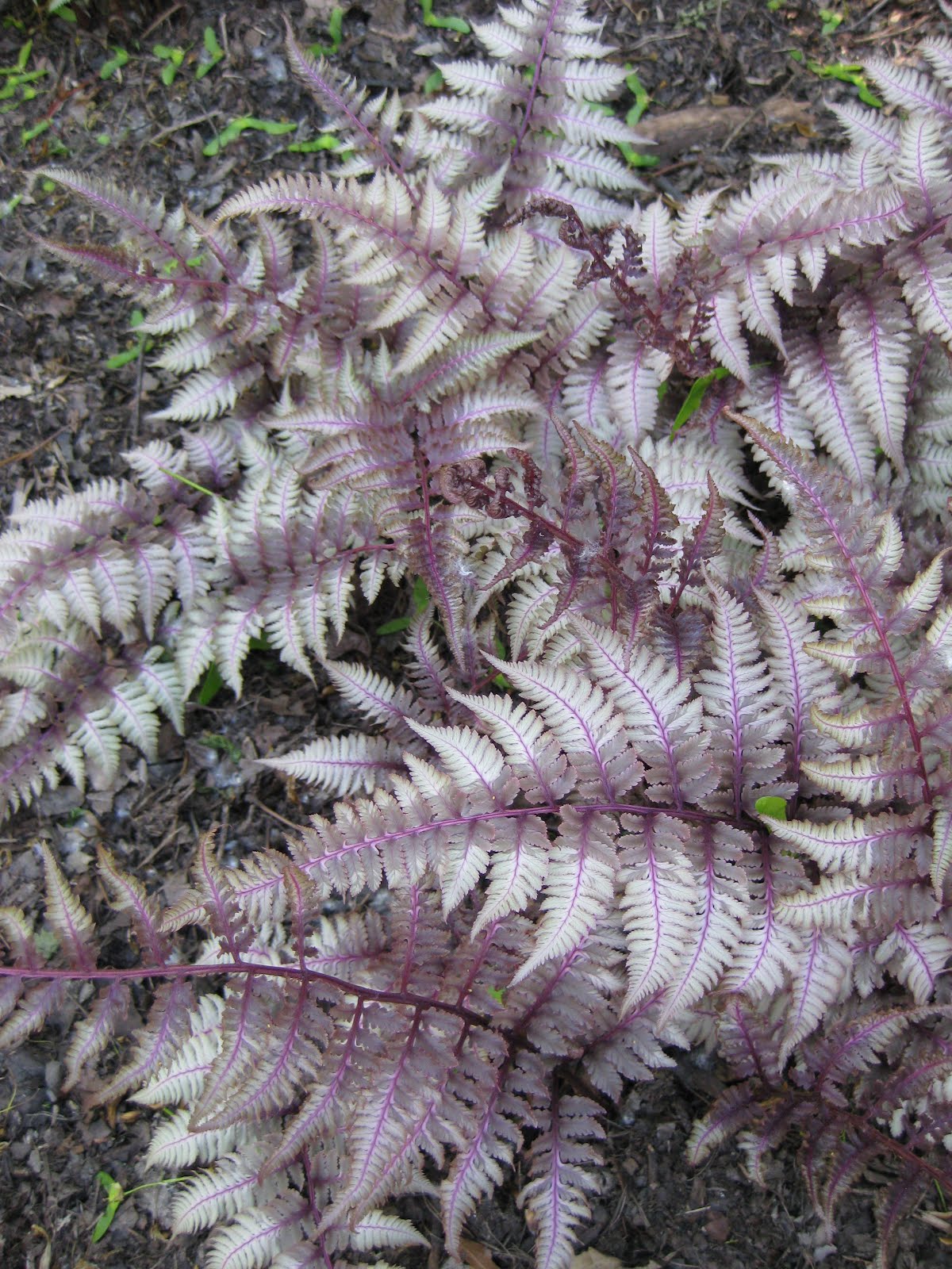 Rotary Botanical Gardens Hort Blog Japanese Painted Ferns