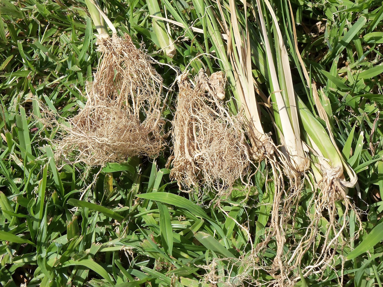 My Life Among the Lithops (and Other Strange Plants) Vetiver Harvest