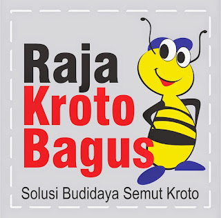 Budidaya Semut kroto Media Toples