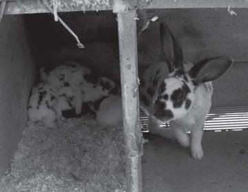 The Bunny Parade: Mamás conejas y sus crías