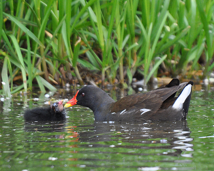 British Birds British Birds Moorhens
