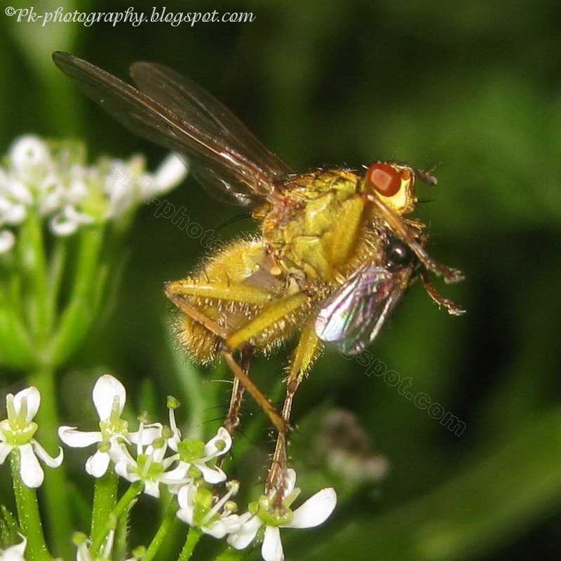 Common Yellow Dung Fly Nature, Cultural, and Travel Photography Blog