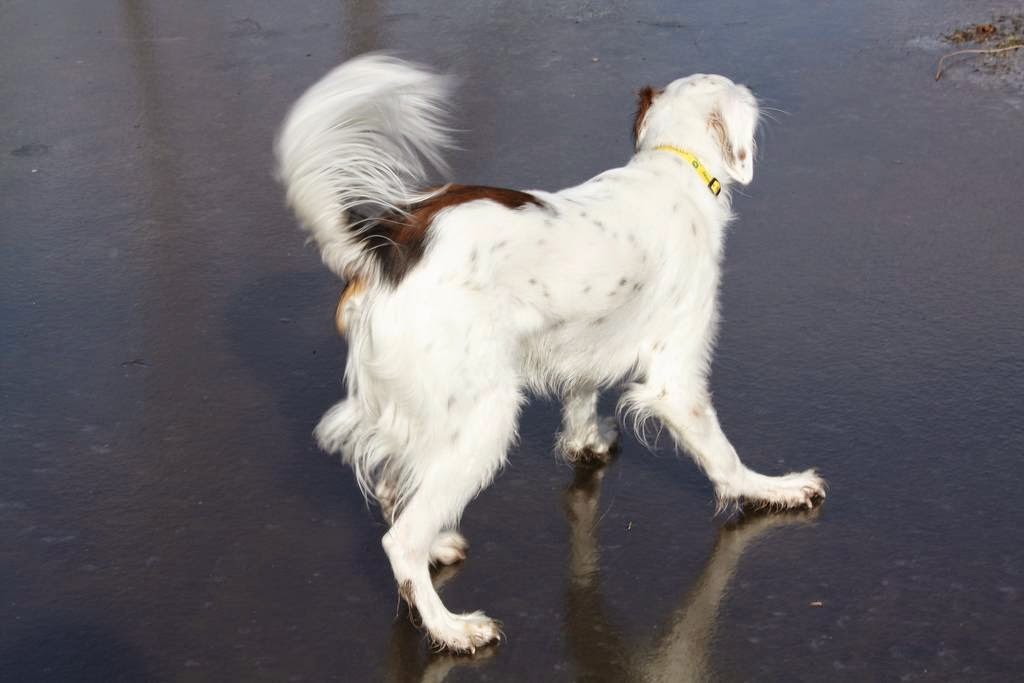 Dogs on Ice The Ark In Space