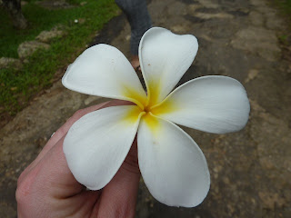 les fleurs et la flore au Sri Lanka