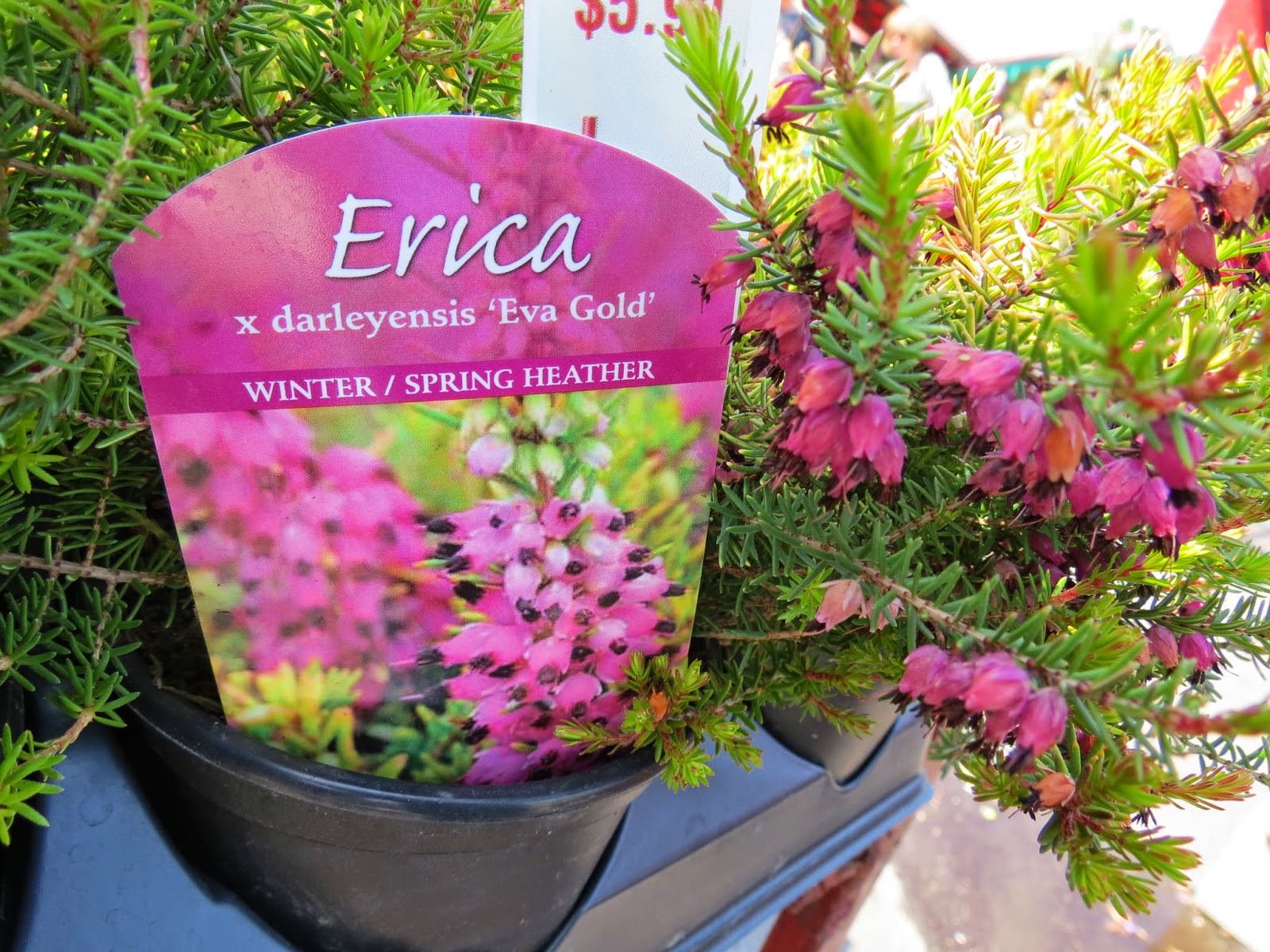 A Wandering Botanist Barberries And Wheat