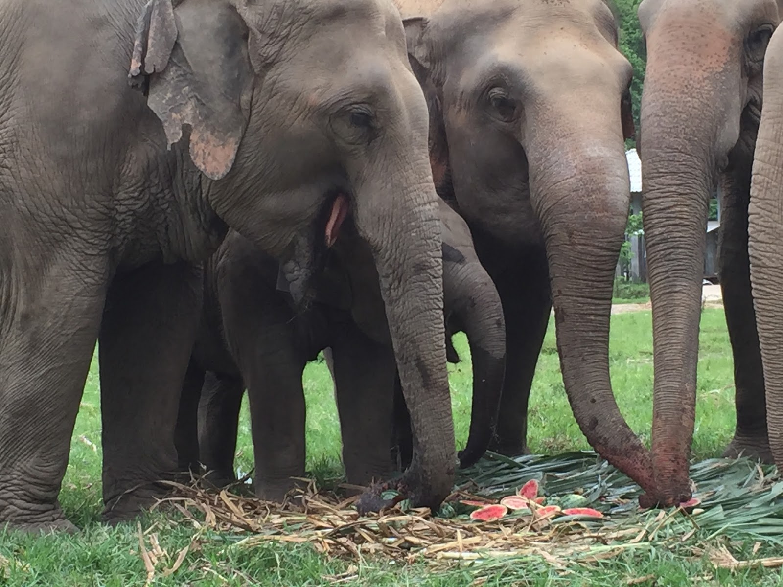 Enraged elephant Enraged elephant