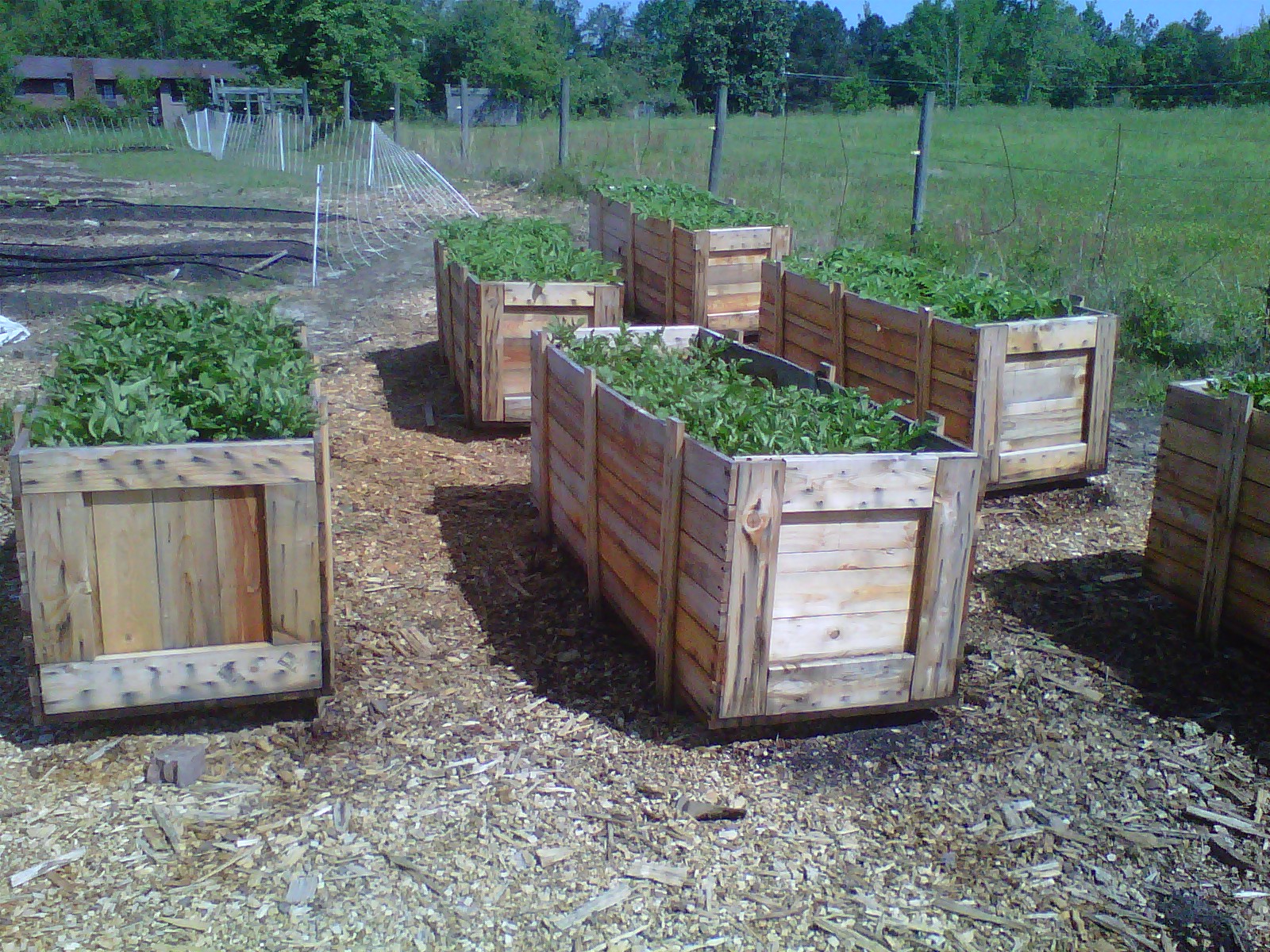 180 Degree Farm Blog Growing Potatoes The Easy Way....