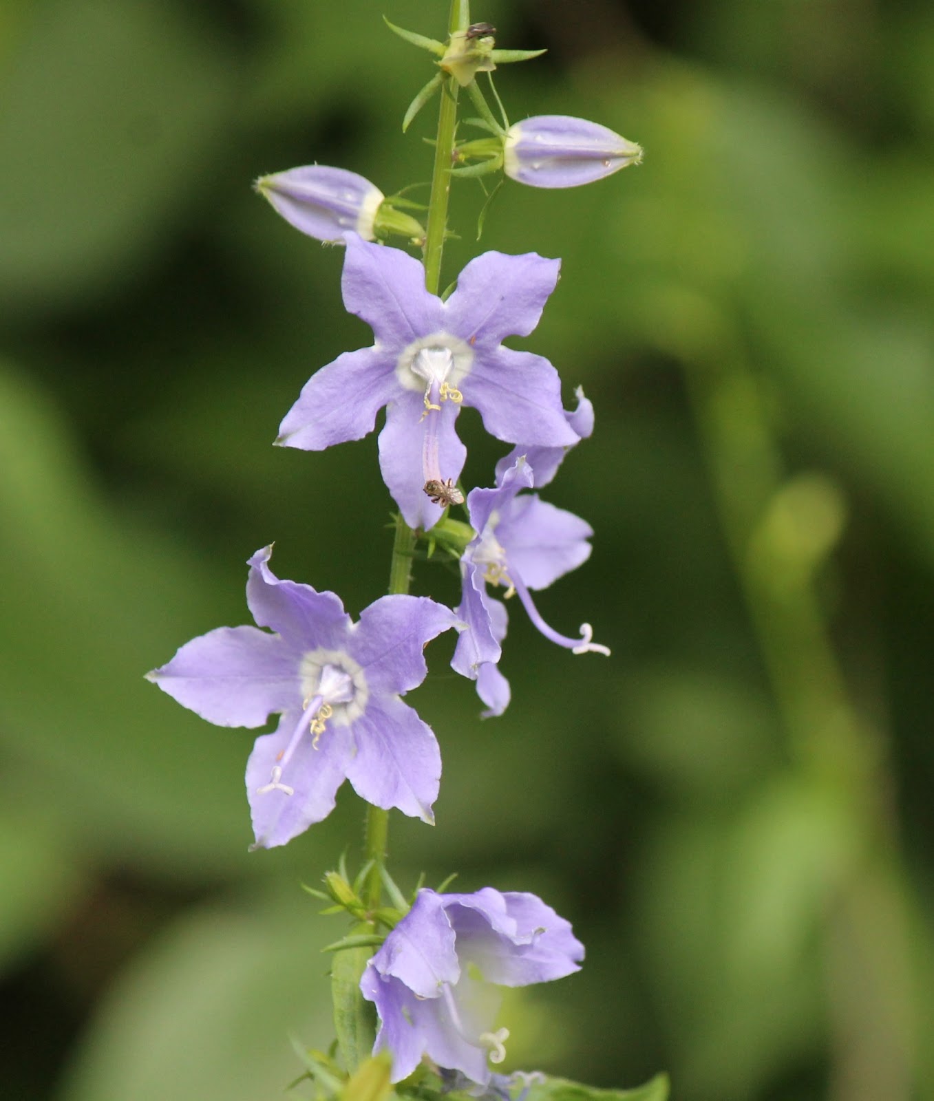 Found on the Trail American Bellflower