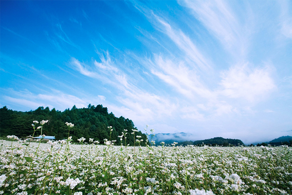 [Image: le-hoi-hoa-lieu-mach-o-han-quoc-1.jpg]