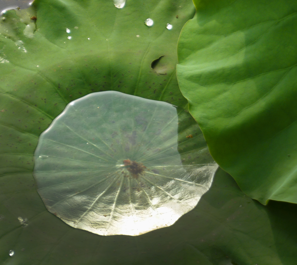 Cuaderno de Campo y Taller Efecto Loto