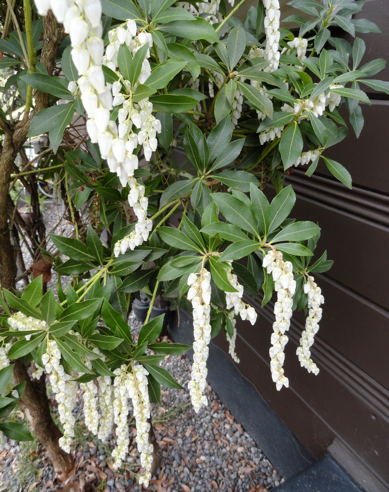 Flora Wonder Blog Mortal Epithets