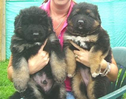 The German Shepherd Long Haired German Shepherd Puppies
