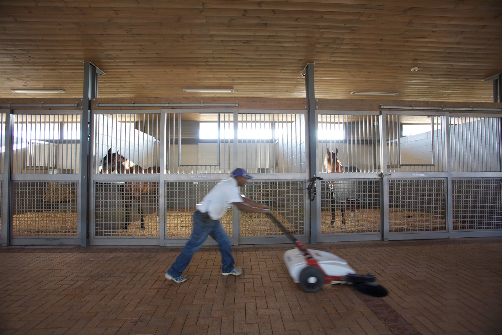 BBJ Sport Guy TOP SA HORSE FARMS THE PROBIO EQUINE RANGE TO