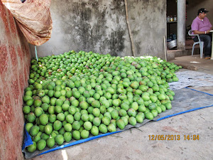 Aaphus(Alphonso) mangoes kept for ripening.