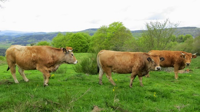 Vaches Vaches