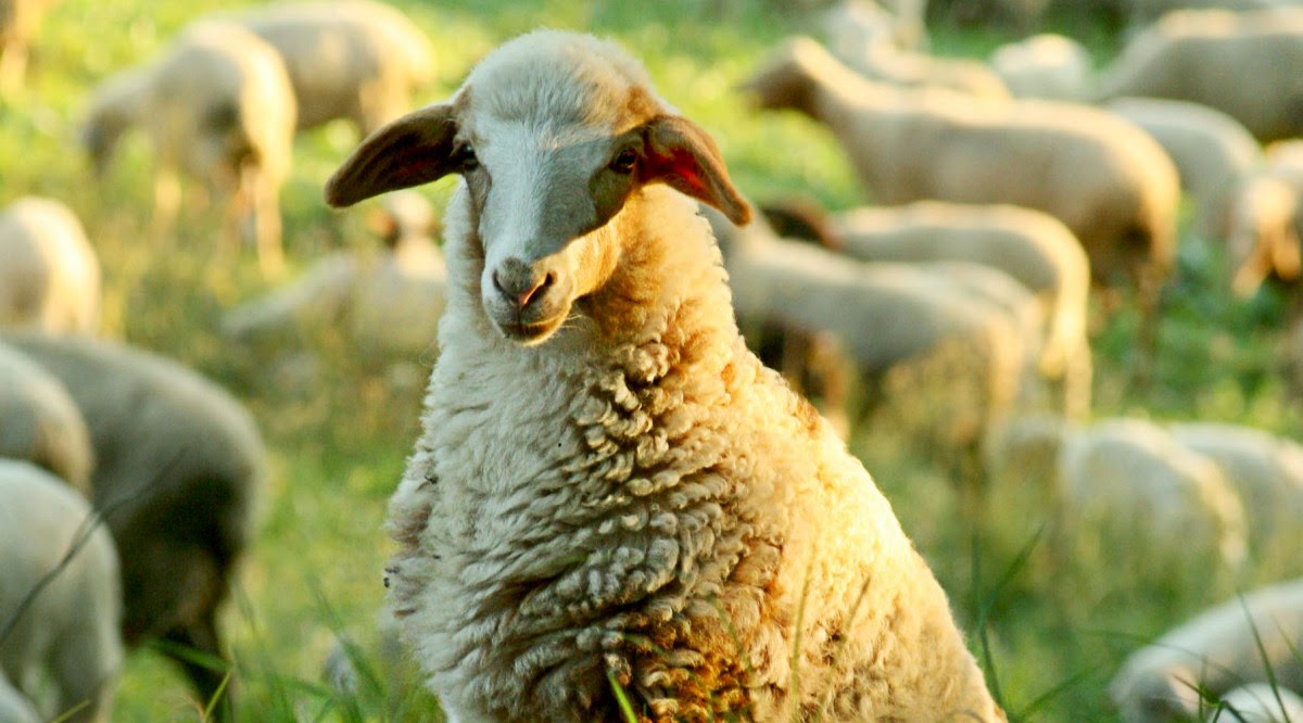 QUEM É O MEU PASTOR? Sl 23:1 QUEM É O MEU PASTOR? Sl 23:1