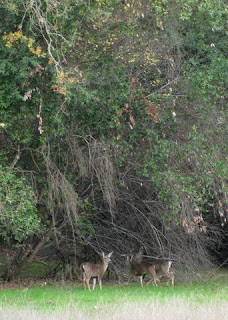 Four does grazing at the edge of woodland.