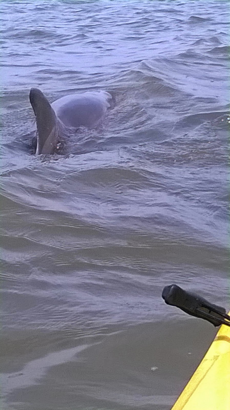 Kayaking with Dolphins Cosmos Mariners Destination Unknown