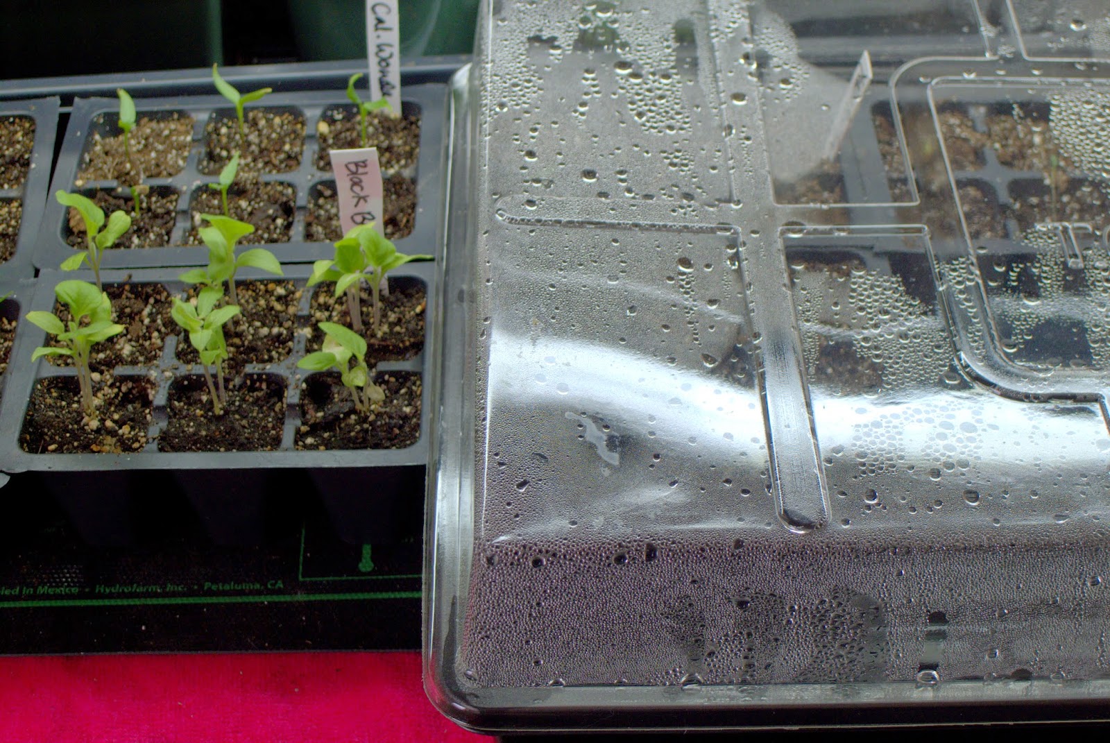 Less Noise, More Green Germinating seeds indoors some like it hot