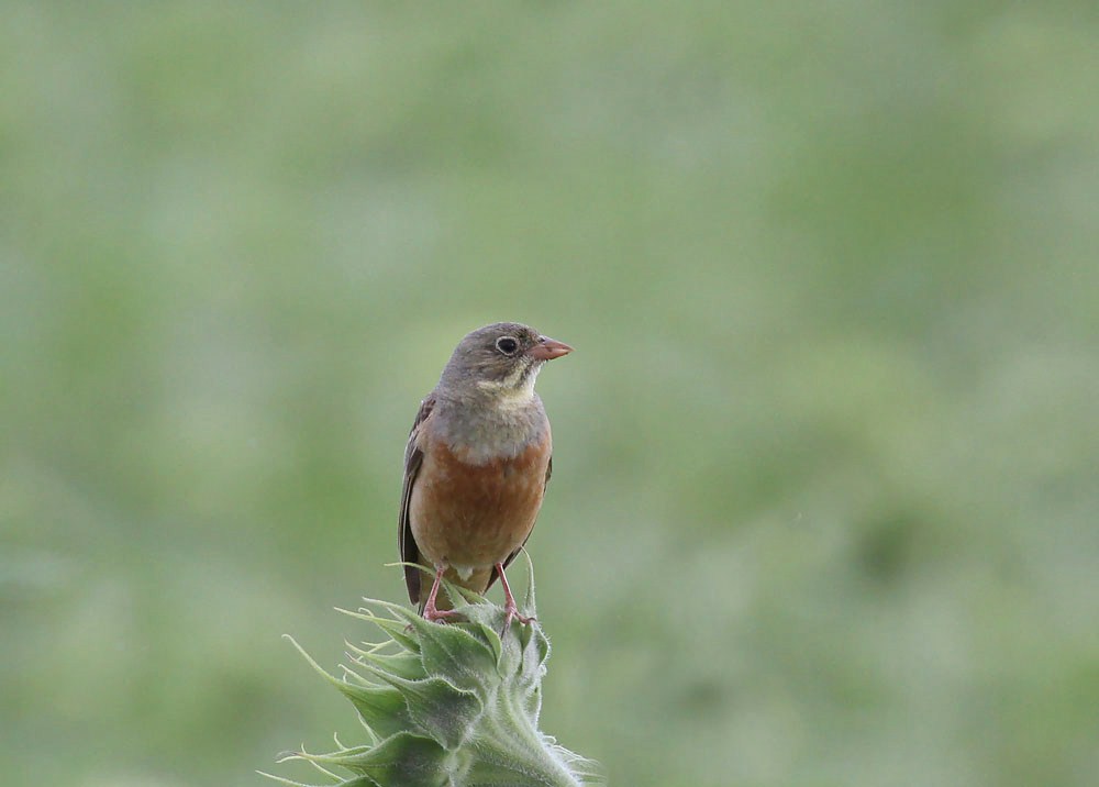 Richard Smith Birdwatching Days Out Romania Sinoe Constanta Part 3 Of The Danube Delta Tour June 2012