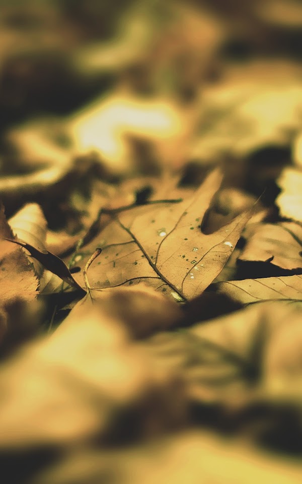 Autumn Leaves Macro Android Wallpaper