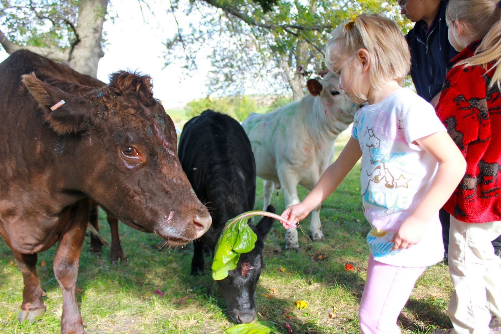 Squash Blossom Farm Celebration of Cows