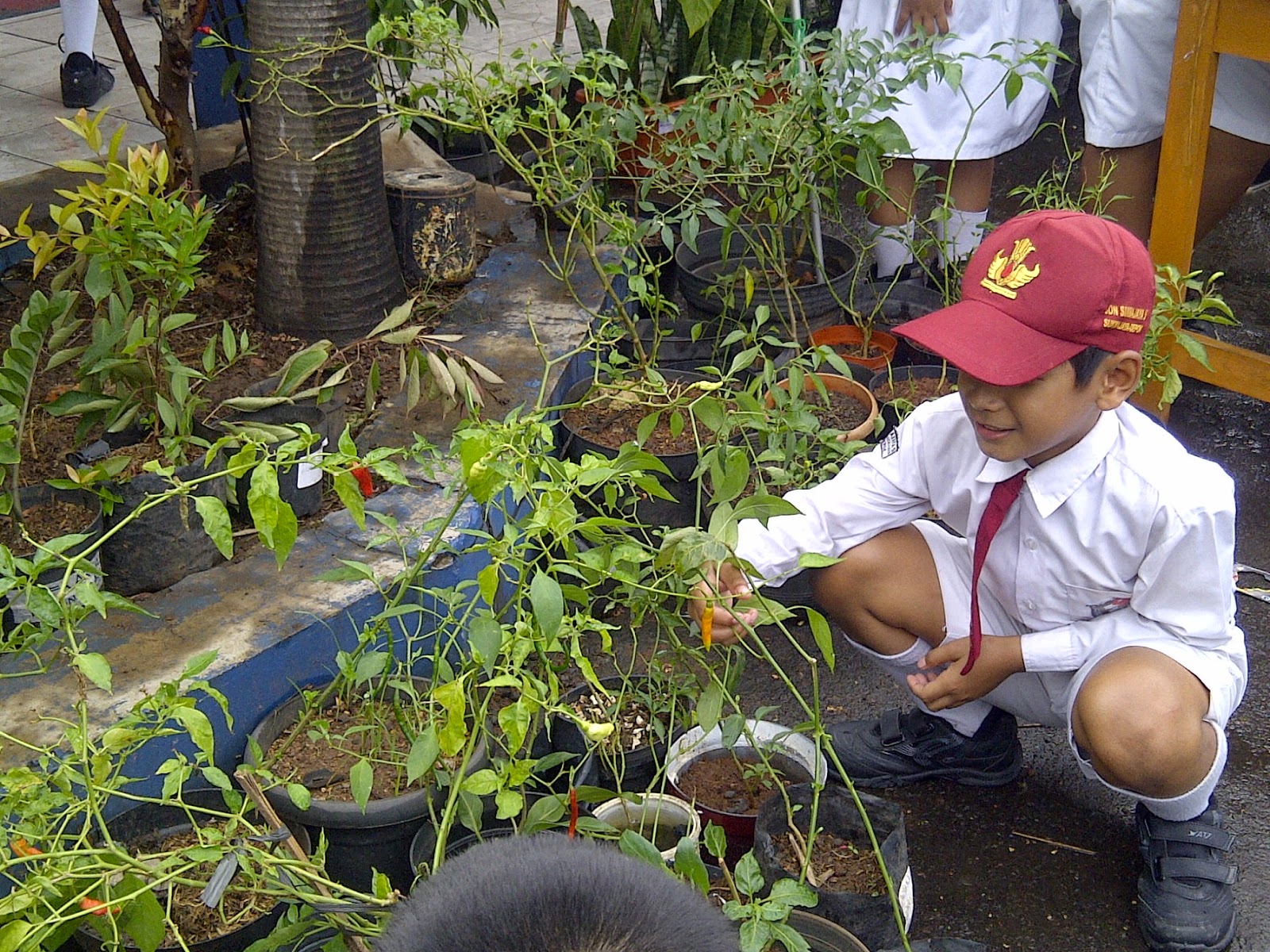 Abah OPAR Blog�s Peranan Manusia Dalam Lingkungan