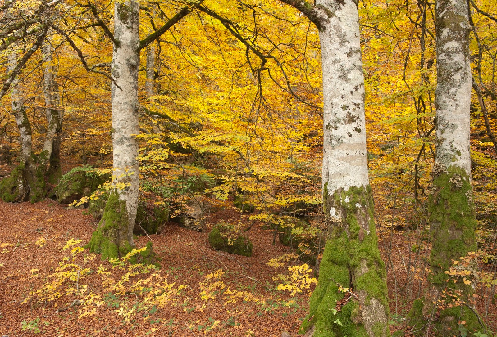 Instantes, fotos de Sebastián Navarrete "El Bosque Encantado" Larraona