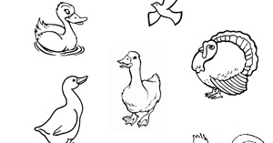 Desene De Colorat Si Planse Educative Desene De Colorat Cu Pasari