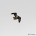 Curlew Sandpipers, Osprey -- Teifi