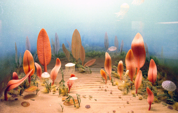 the ediacaran fauna essay the ediacaran fauna essay