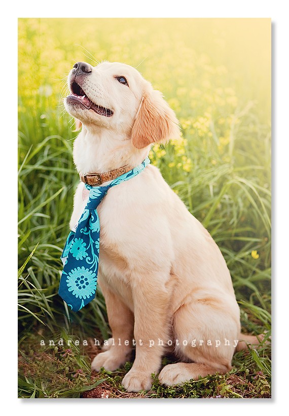 dog necktie