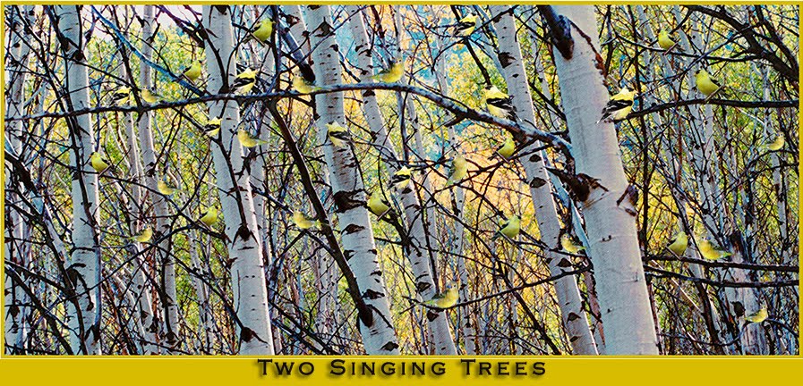 Two Singing Trees