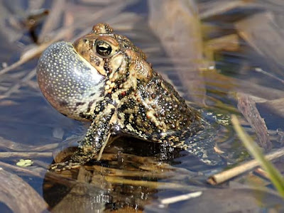 American toad croaking