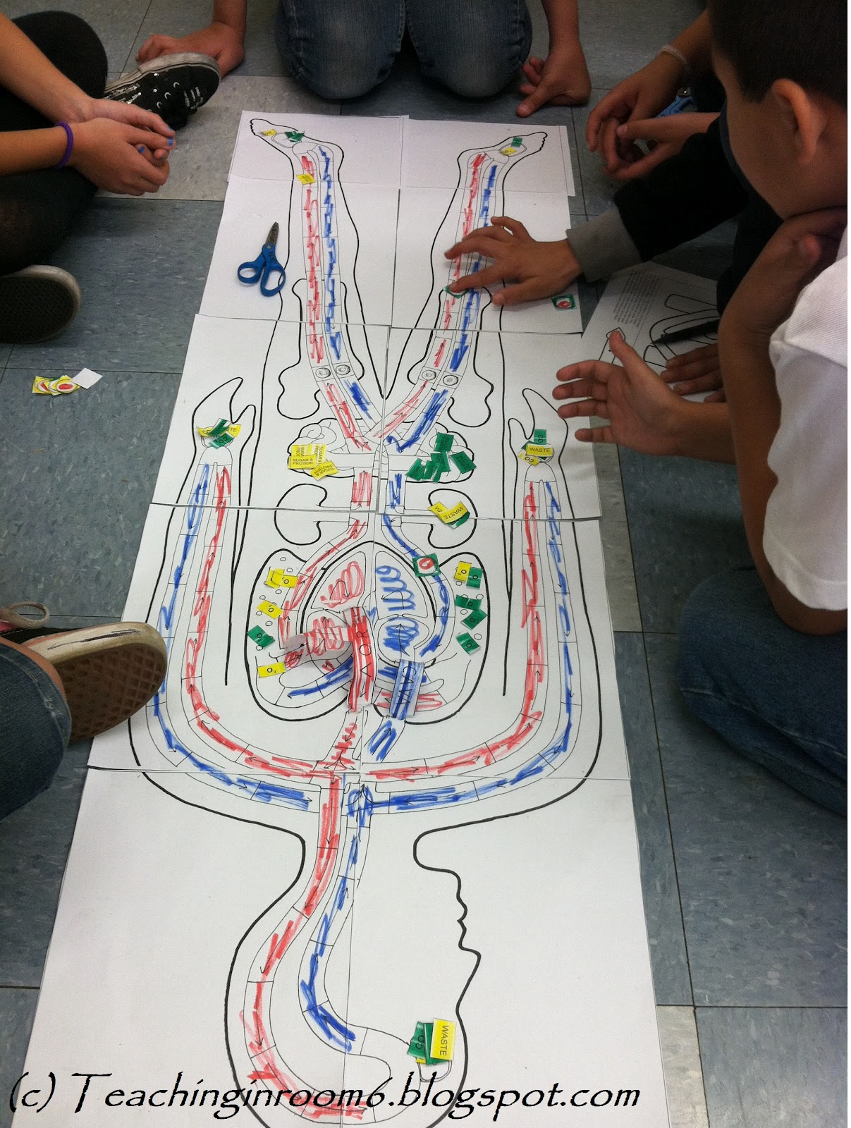 Circulation And Respiration