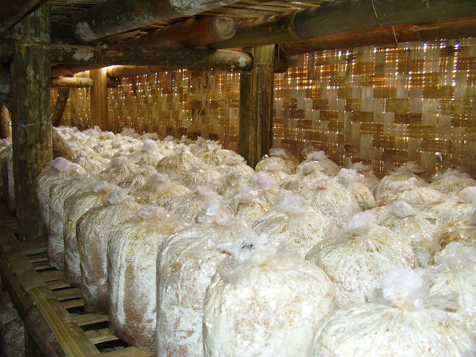 Tips Membuat Rak Jamur Tiram Berbisnis Jamur