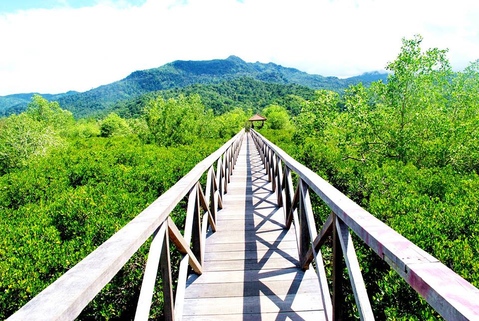 Hutan Mangrove Pancer Cengkrong, Kawasan Wisata Menarik di Trenggalek