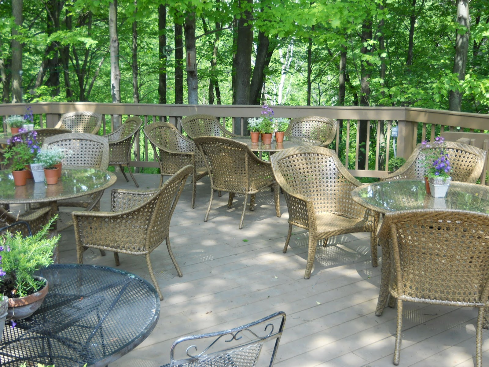 Lemon Verbena Lady S Herb Garden A Visit To Beech Creek Botanical