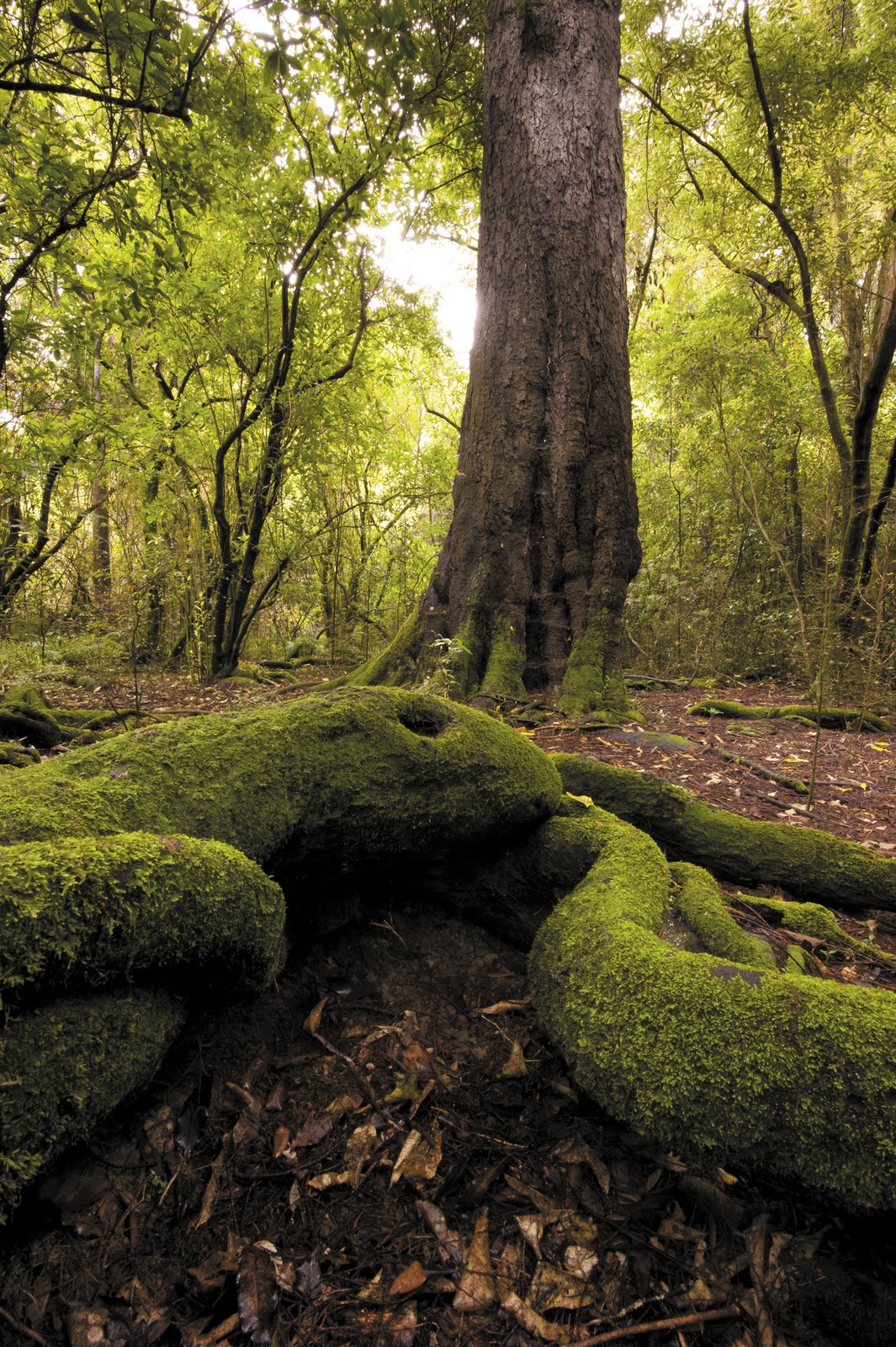 Beattie's Book Blog unofficial homepage of the New Zealand book