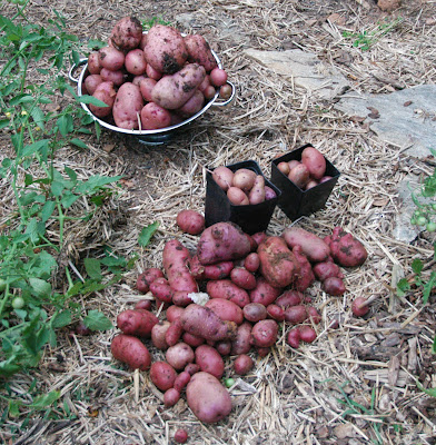 harvest gardening potato straw bale potatoes tomatoes were natural evening bed